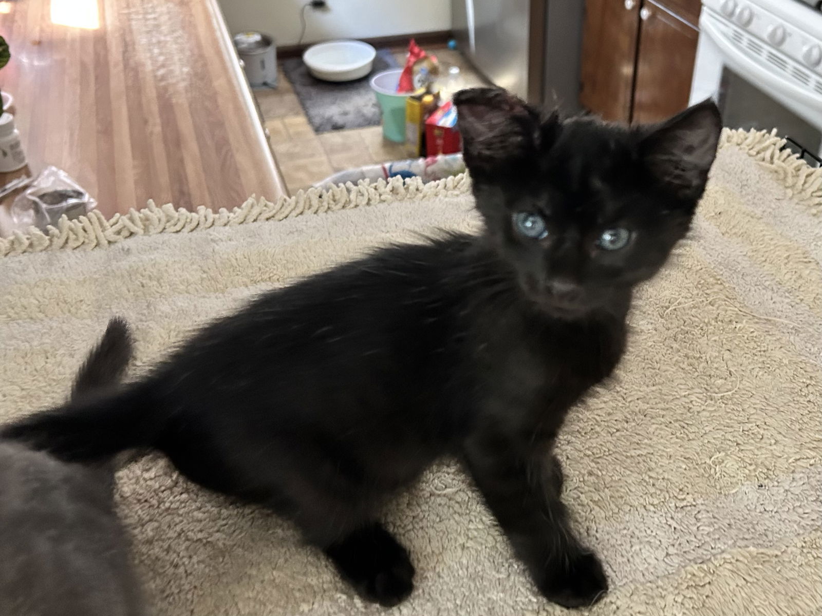 adoptable Cat in White Bluff, TN named Fidget/hhs/kk