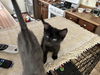 Fidget/hhs/kk