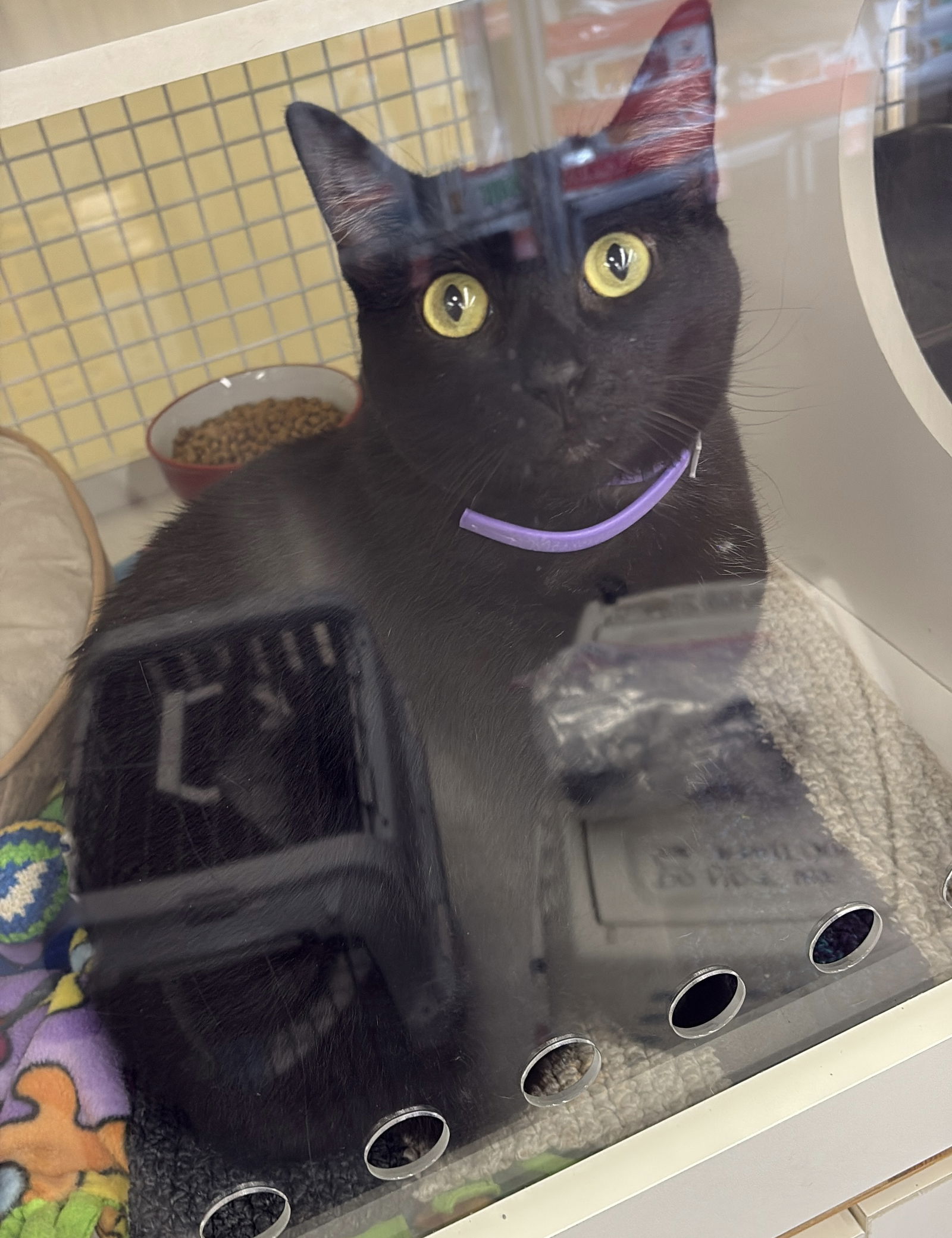 adoptable Cat in White Bluff, TN named Luna th