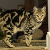 Marbles
