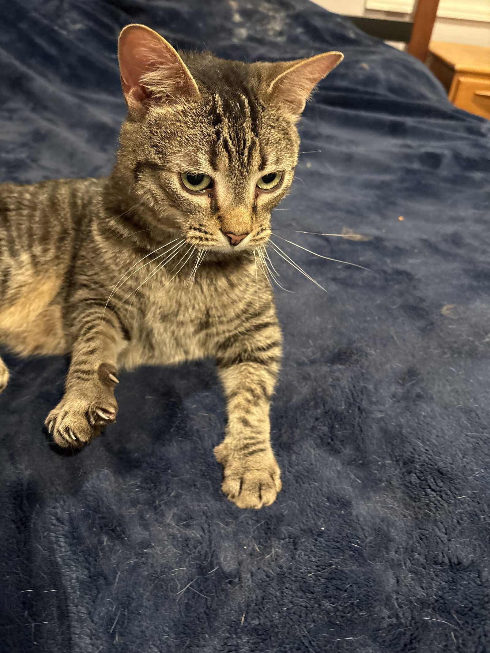 adoptable Cat in White Bluff, TN named Kong kitty