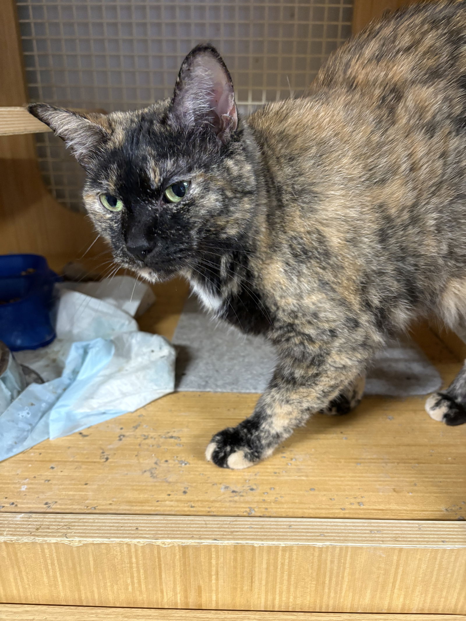adoptable Cat in White Bluff, TN named sophie