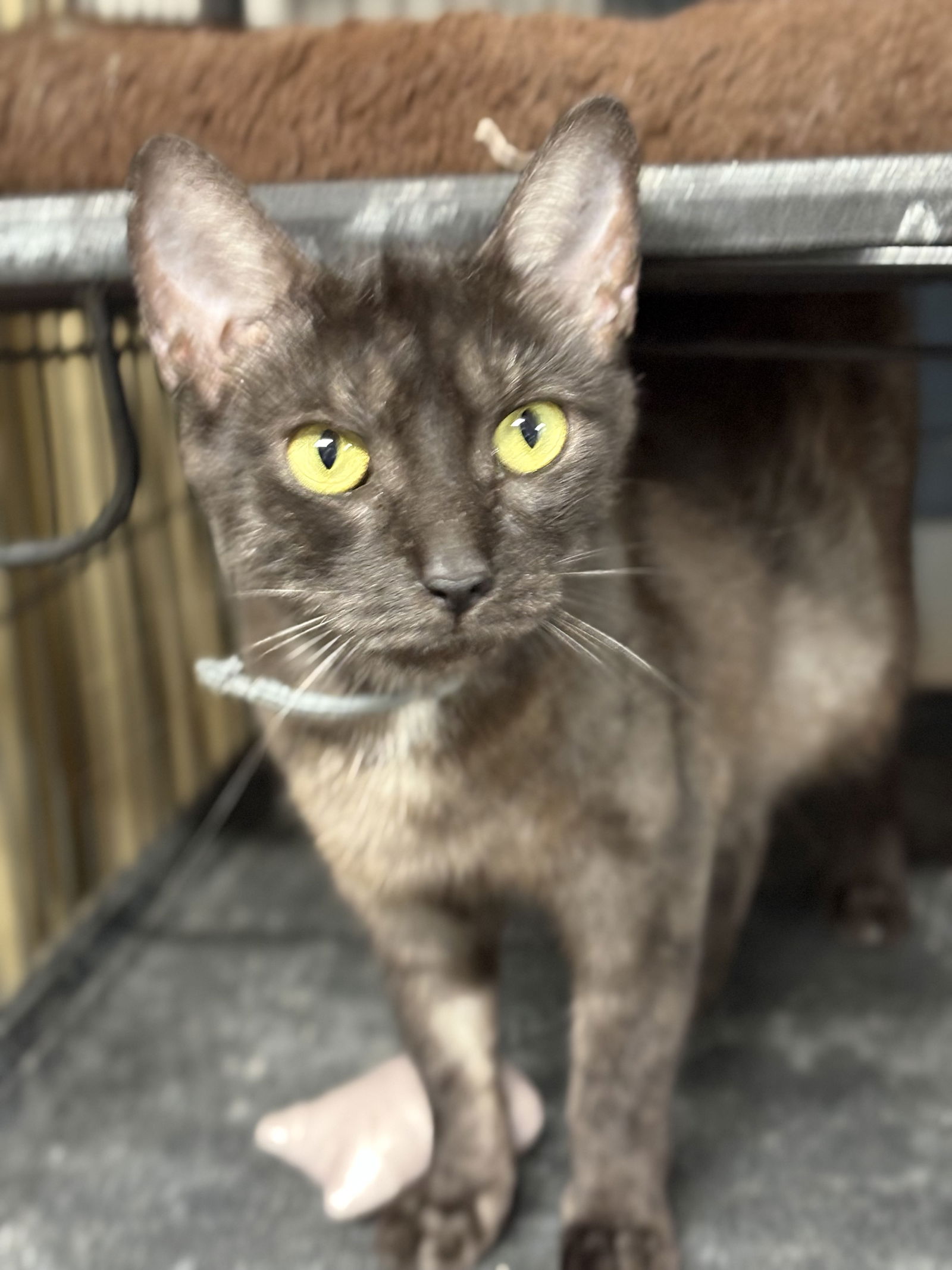 adoptable Cat in White Bluff, TN named Kyoto