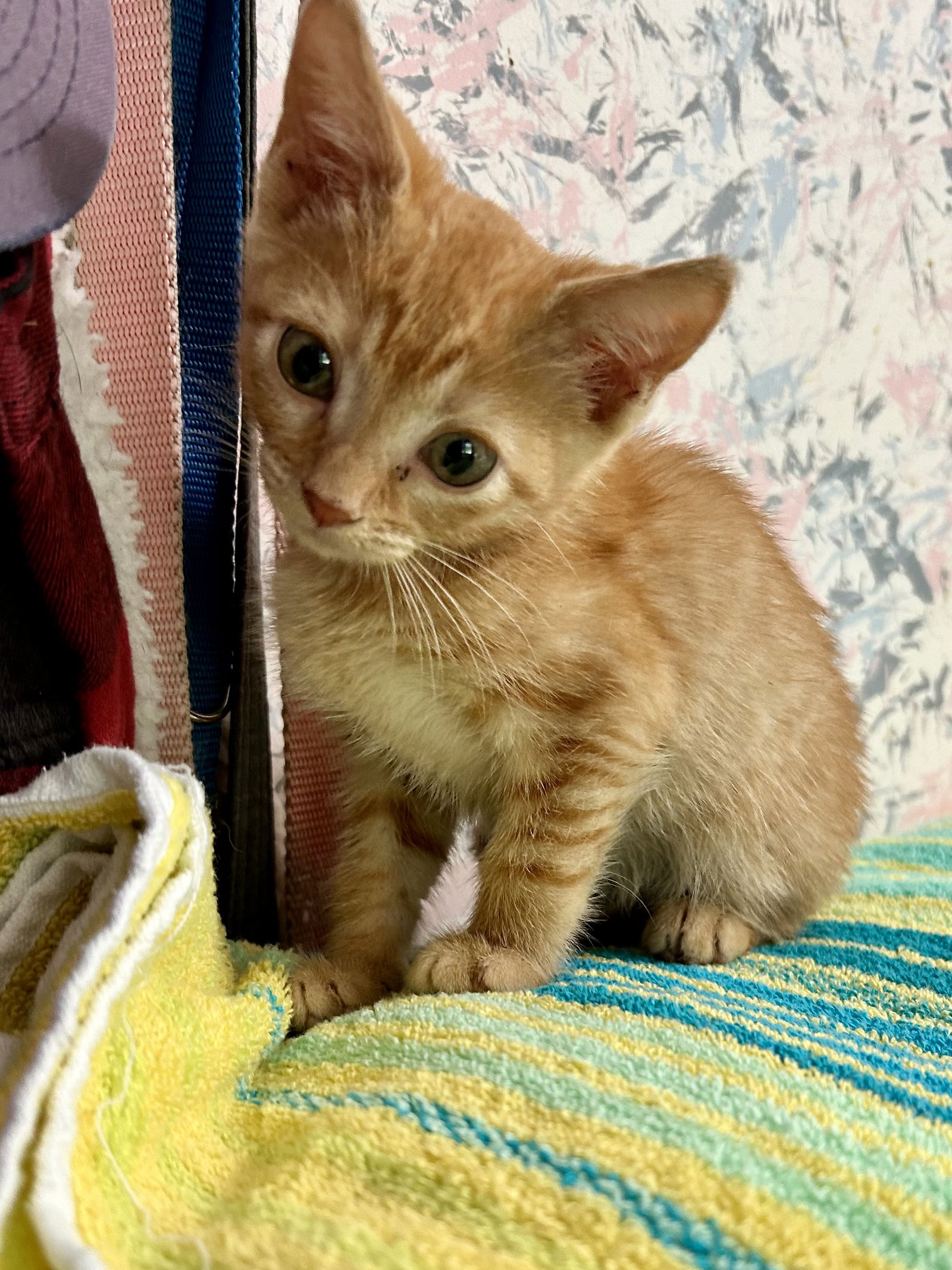 adoptable Cat in White Bluff, TN named Hobbs kk