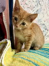 adoptable Cat in , TN named Hobbs  kk