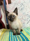 adoptable Cat in , TN named Newman  kk