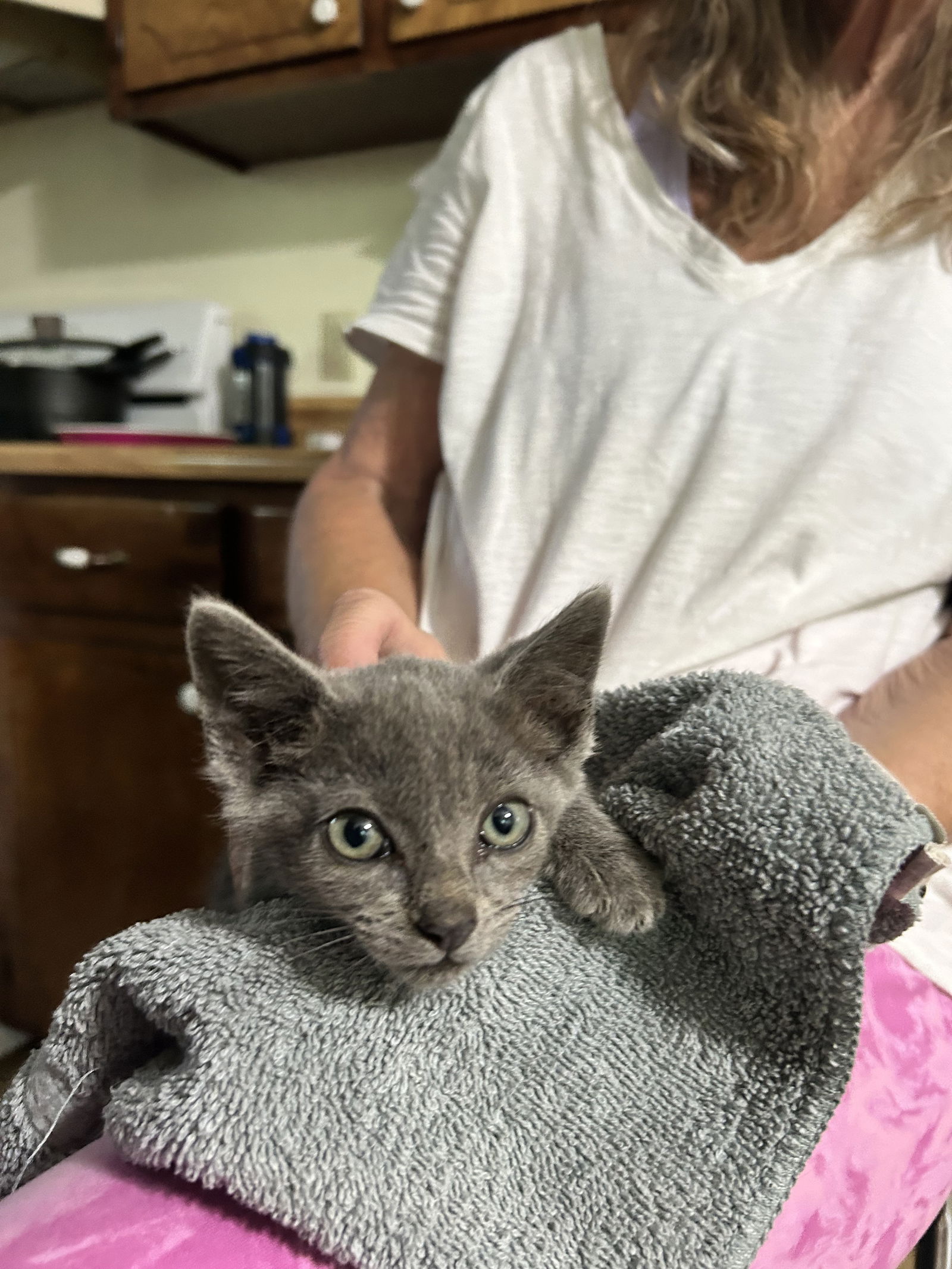 adoptable Cat in White Bluff, TN named Harbor kk
