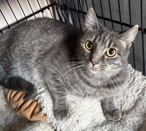 picture of the cat needing adoption