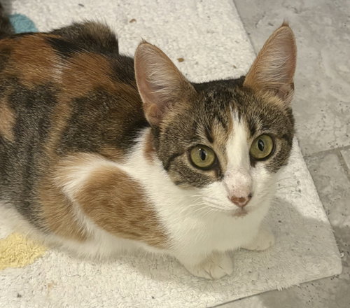 picture of the cat needing adoption