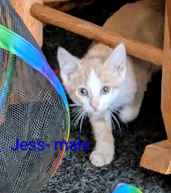 Jess   (th)