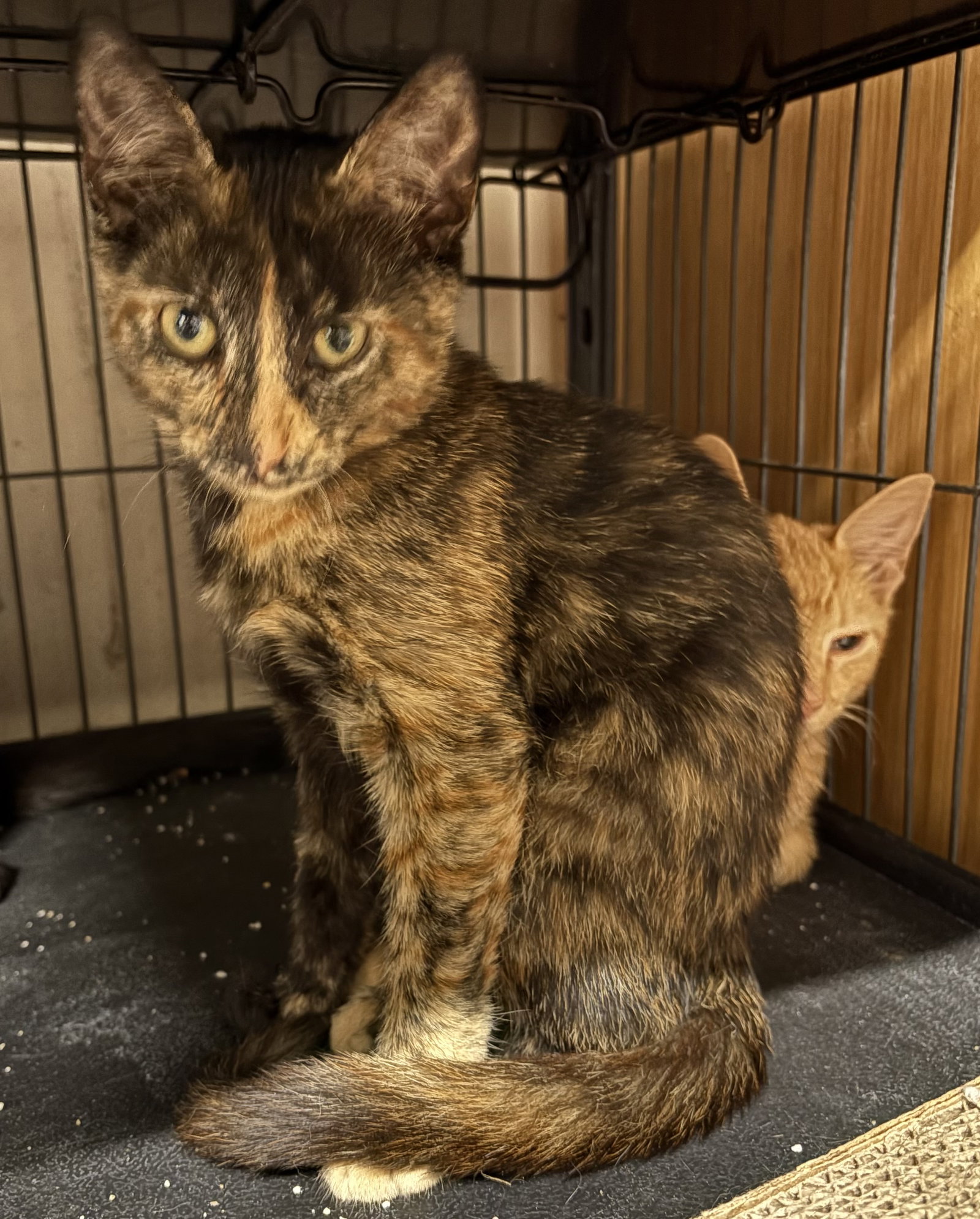 Tortoiseshell Cat Rescue: Ultimate Guide to Saving These Beauties
