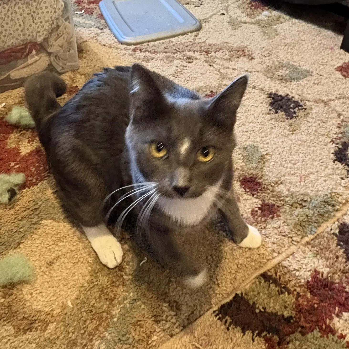 Bob - Domestic Short Hair
