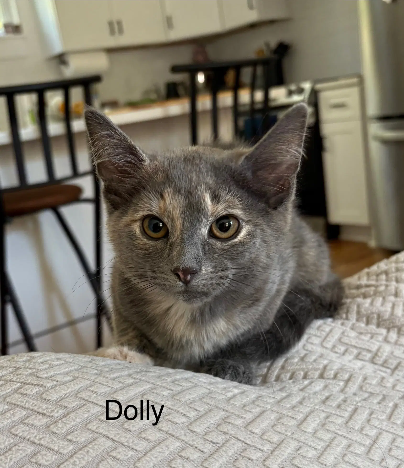 Dolly - Domestic Short Hair