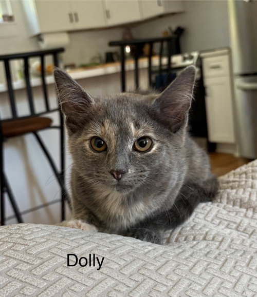 Dolly, a cat for adoption from Last Chance Pet Rescue, Inc