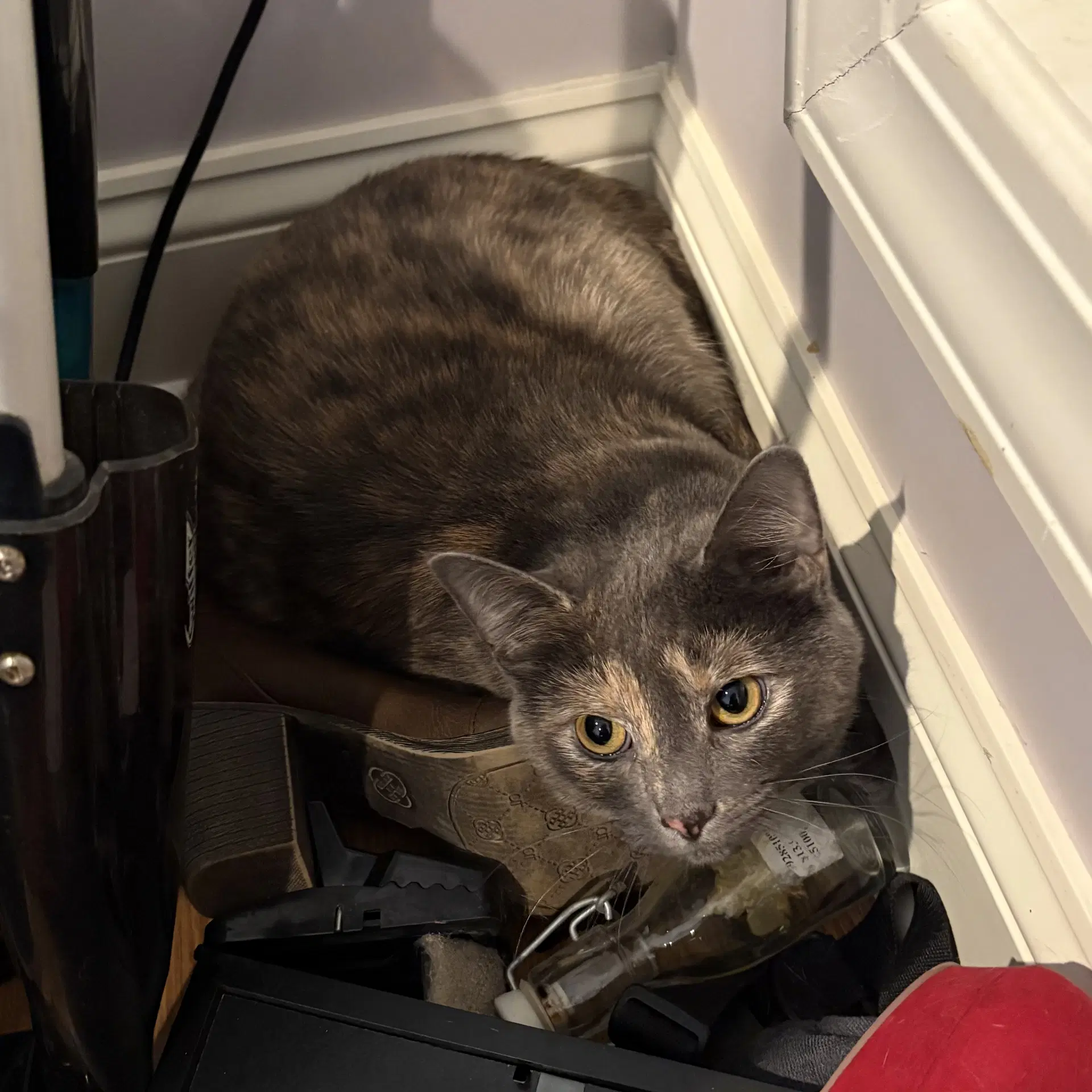 Dolly image 2