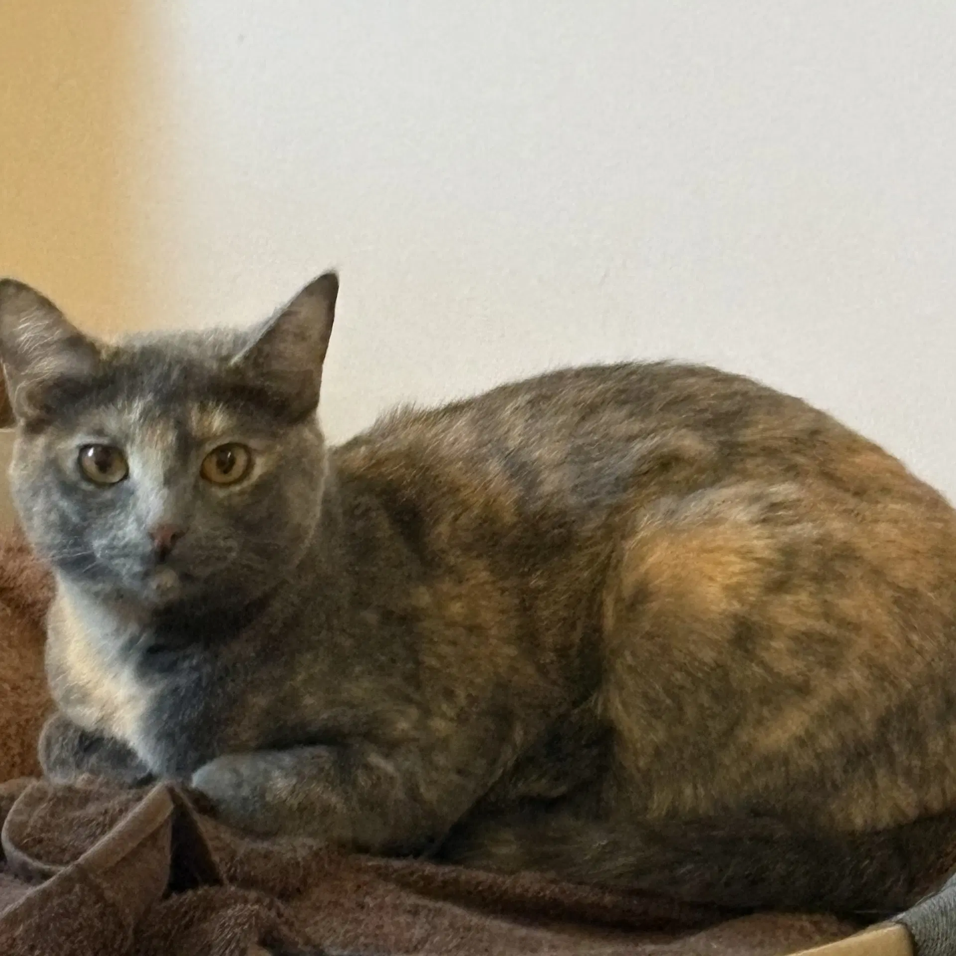 Natcho - Domestic Short Hair