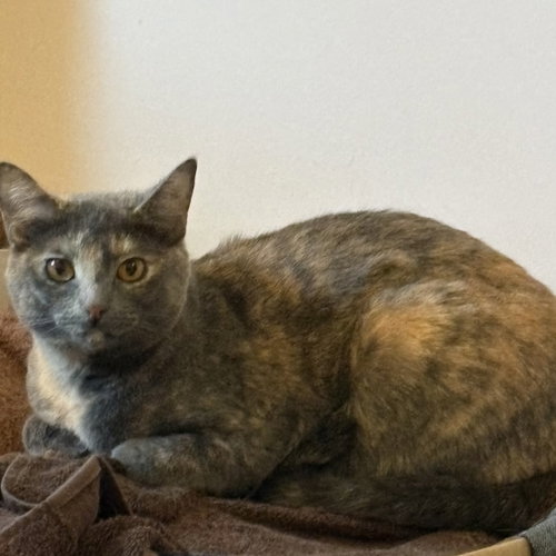 Natcho, a cat for adoption from Last Chance Pet Rescue, Inc