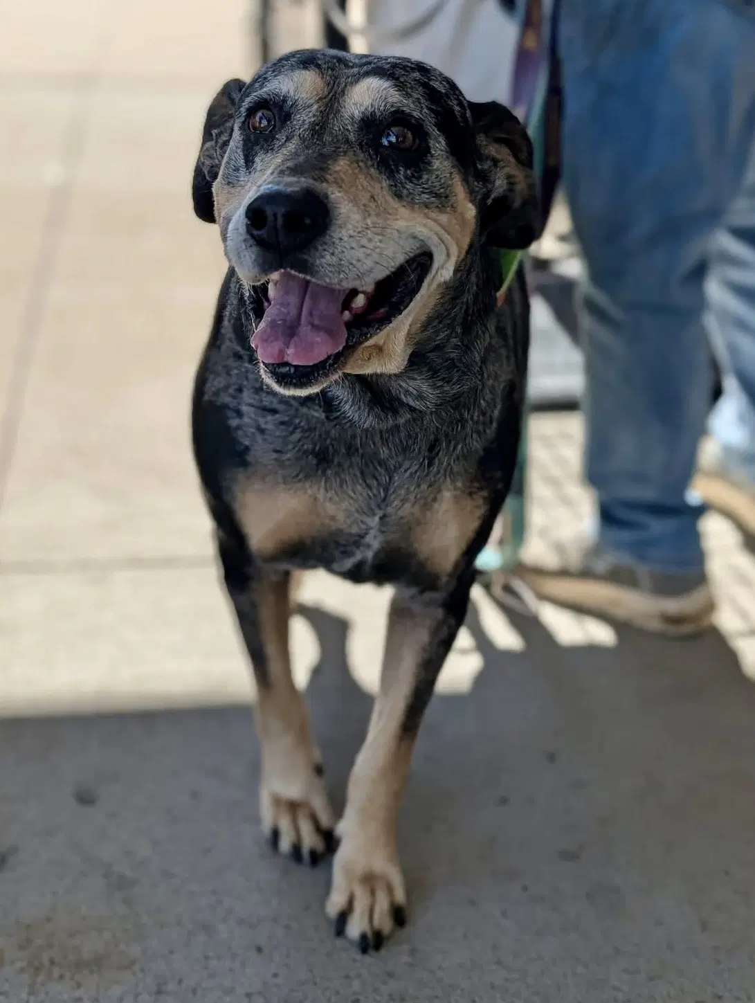 Sissy Mm - Bluetick Coonhound