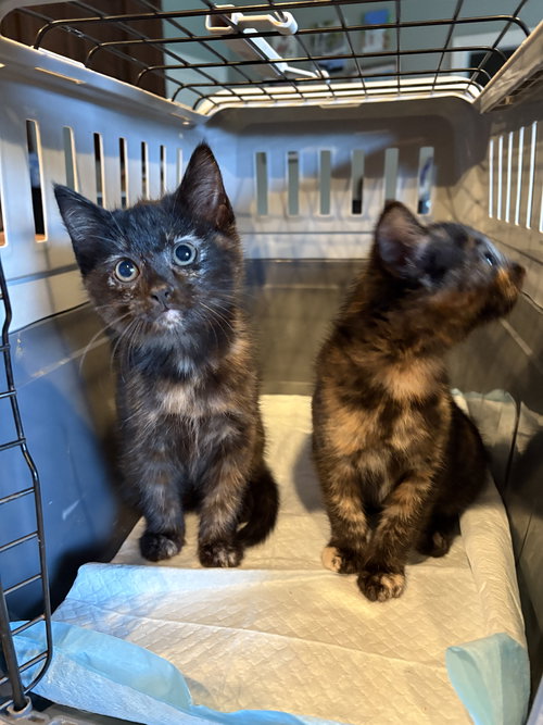 picture of the cat needing adoption