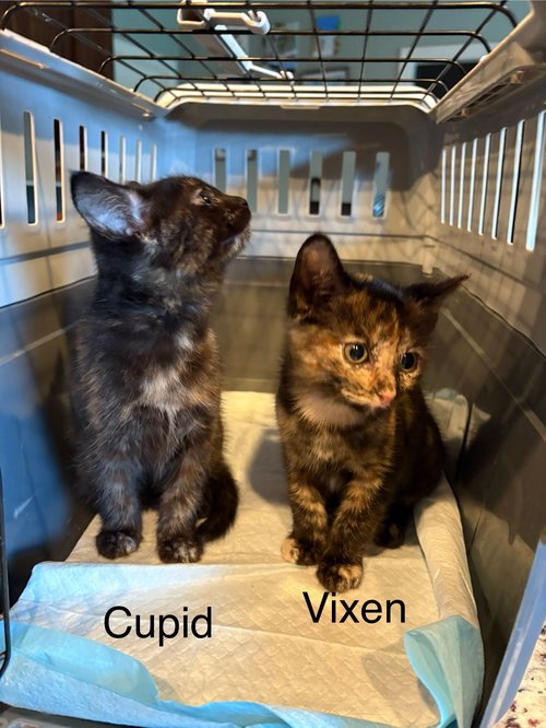 picture of the cat needing adoption