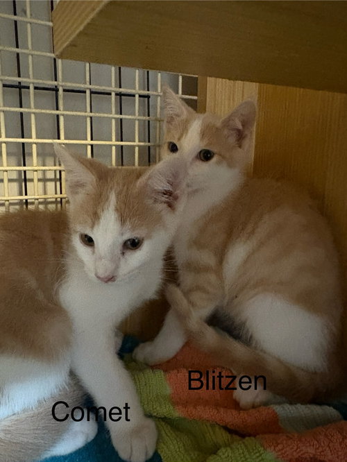 picture of the cat needing adoption