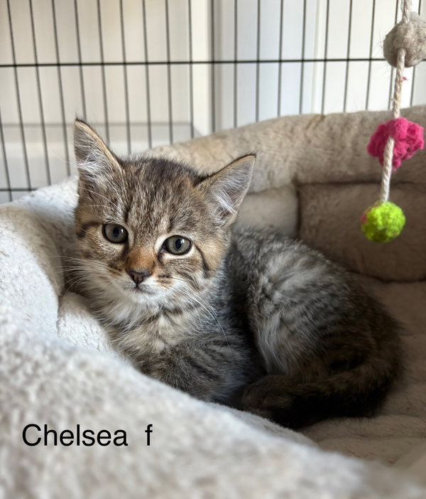 Chelsea