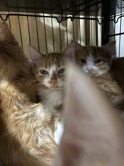 picture of the cat needing adoption