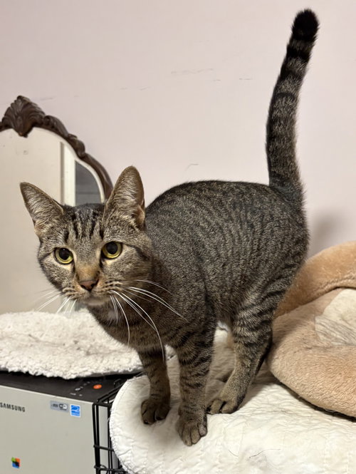 picture of the cat needing adoption