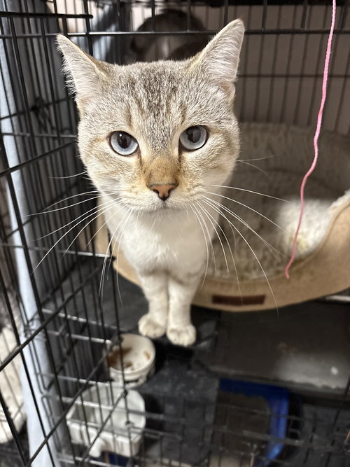 picture of the cat needing adoption