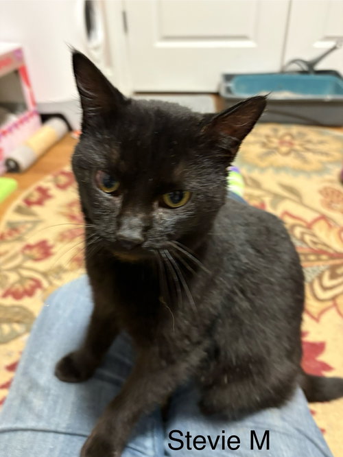 picture of the cat needing adoption