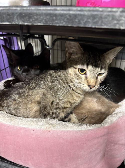 picture of the cat needing adoption