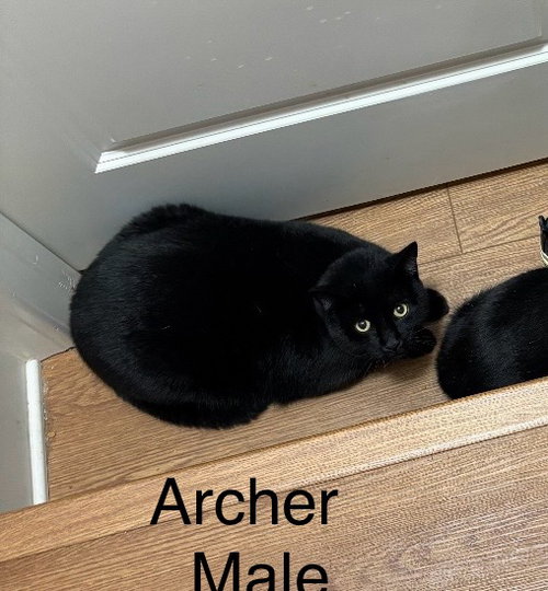 ARCHER   (TH) - Domestic Short Hair available for adoption