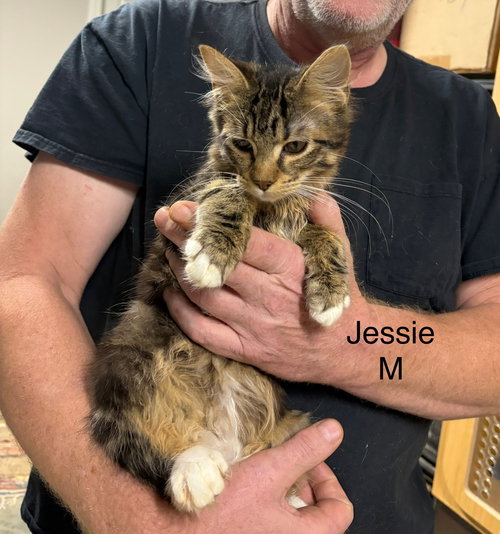 JESSIE   (TH) - Domestic Medium Hair available for adoption