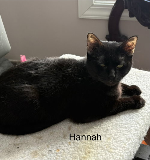 HANNAH ( TH) - Domestic Short Hair available for adoption