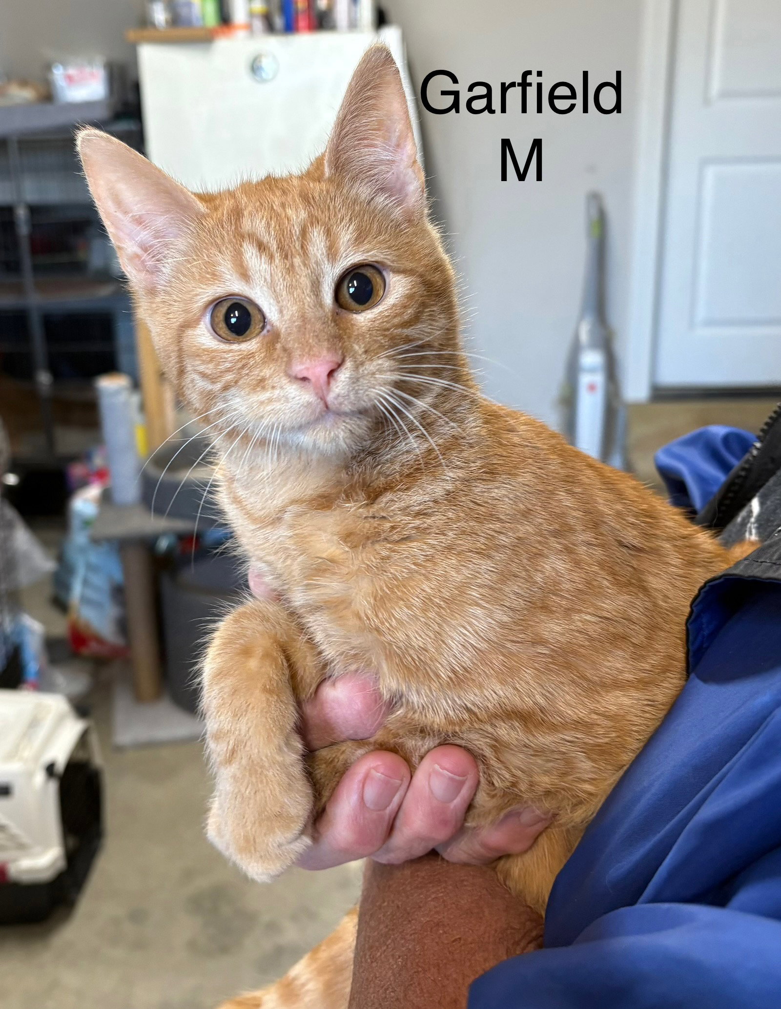 Garfield.