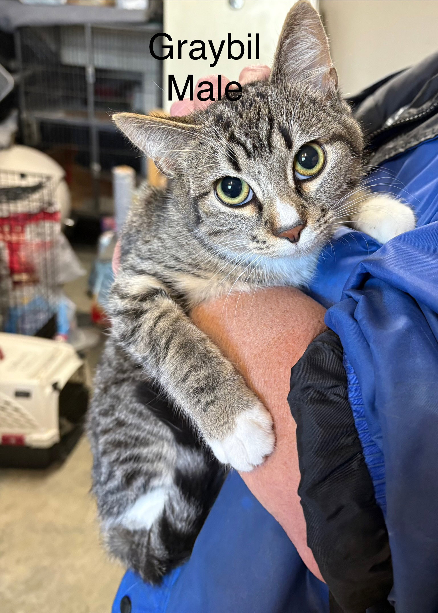 Graybil