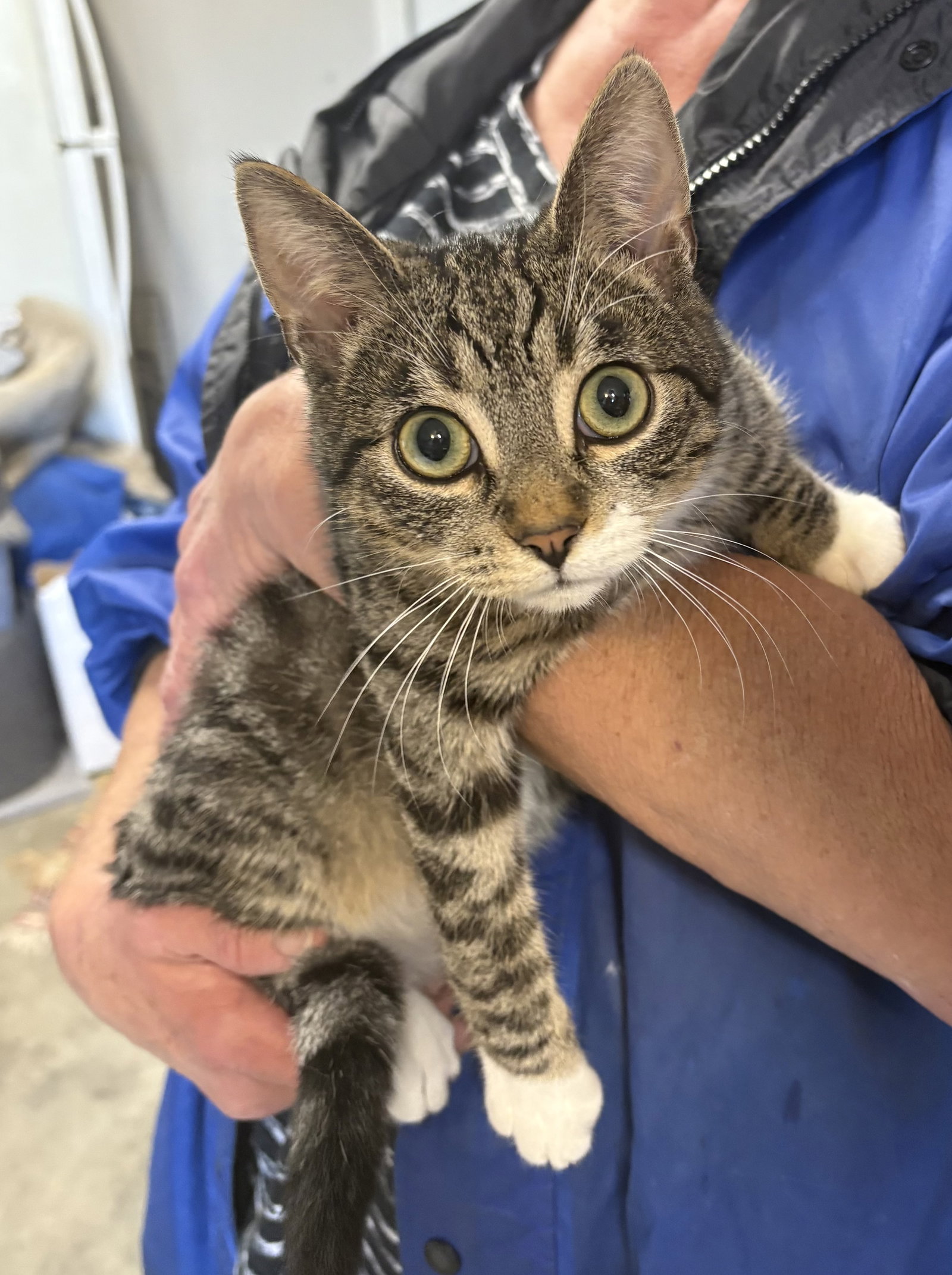 Gunner