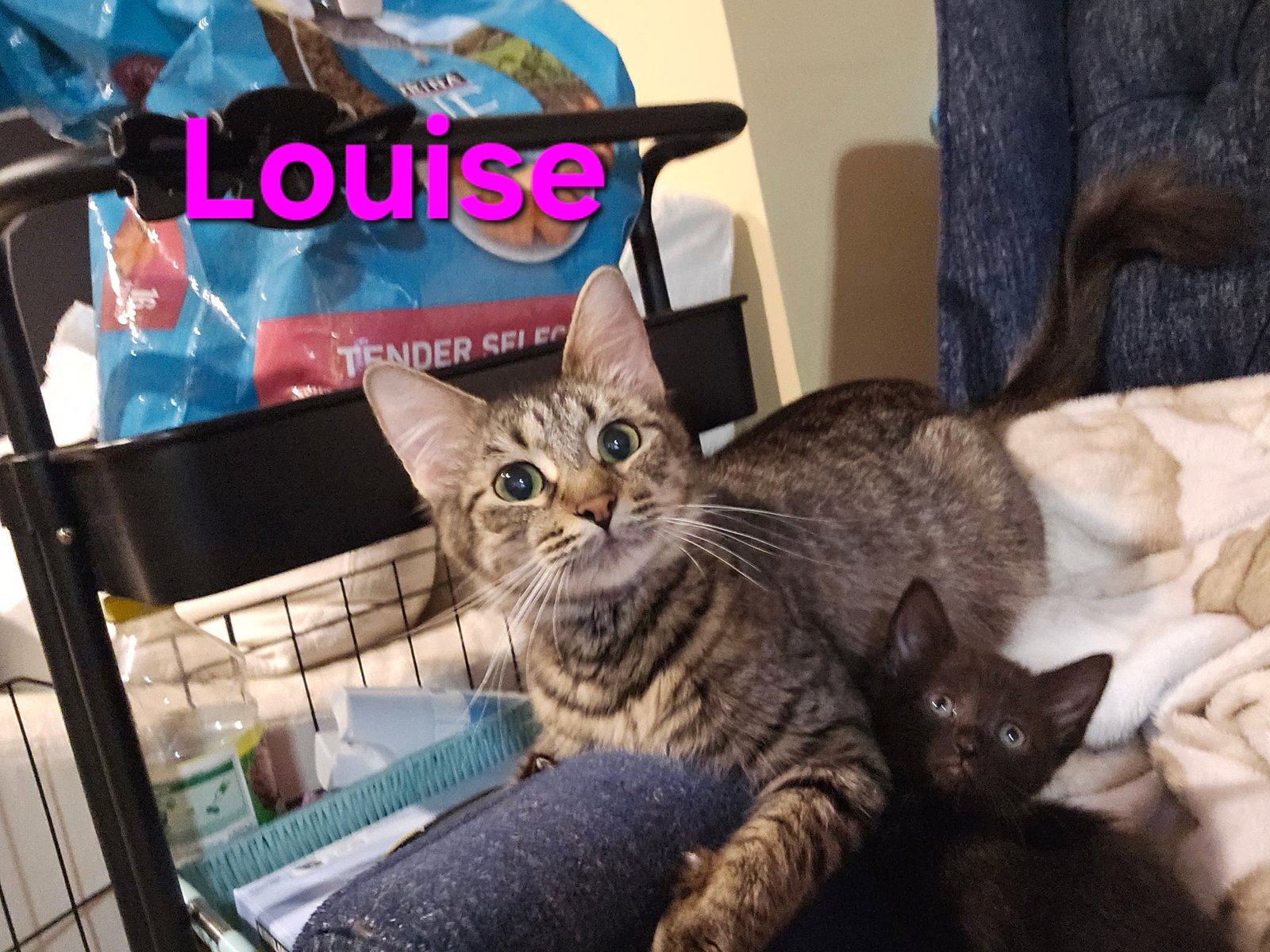 Louise      ( bb)