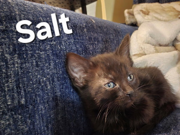 Salt.     (NB)