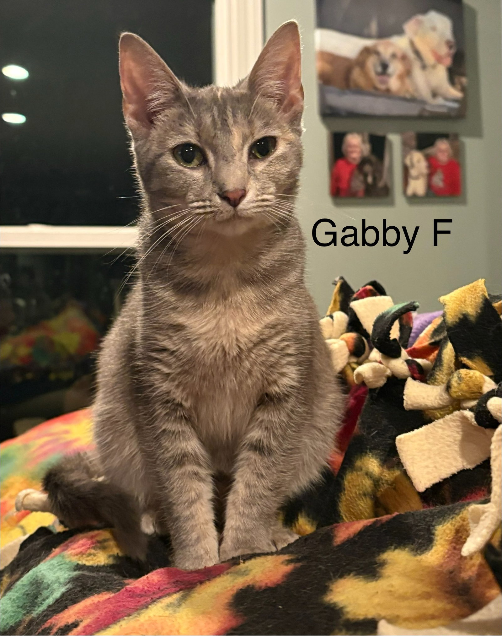 Gabby
