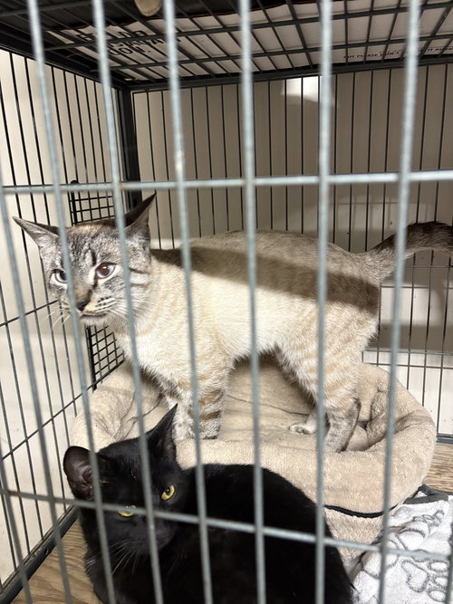 picture of the cat needing adoption