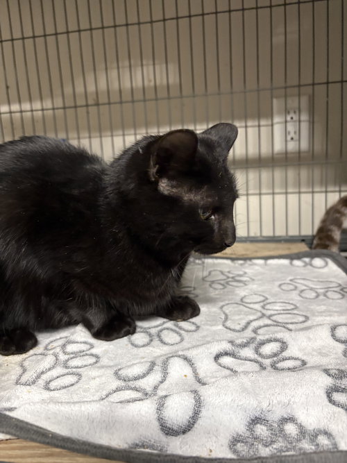 picture of the cat needing adoption