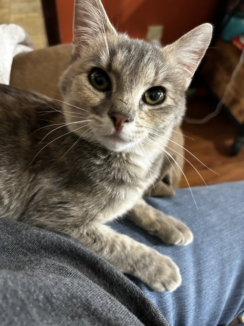 EMMA   (TH) - Domestic Short Hair available for adoption