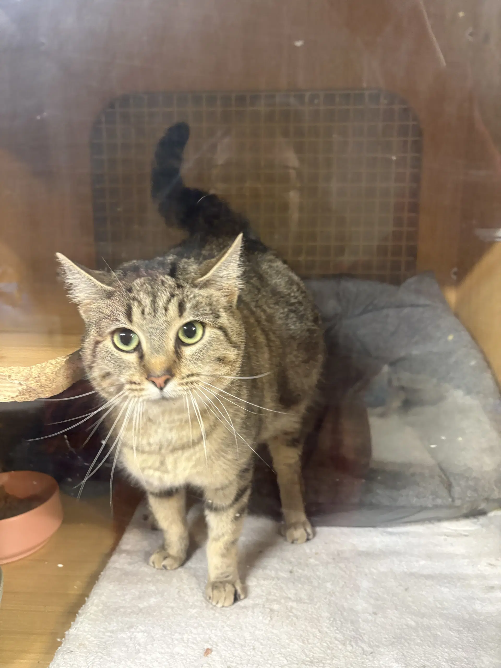 Frannie - Domestic Short Hair
