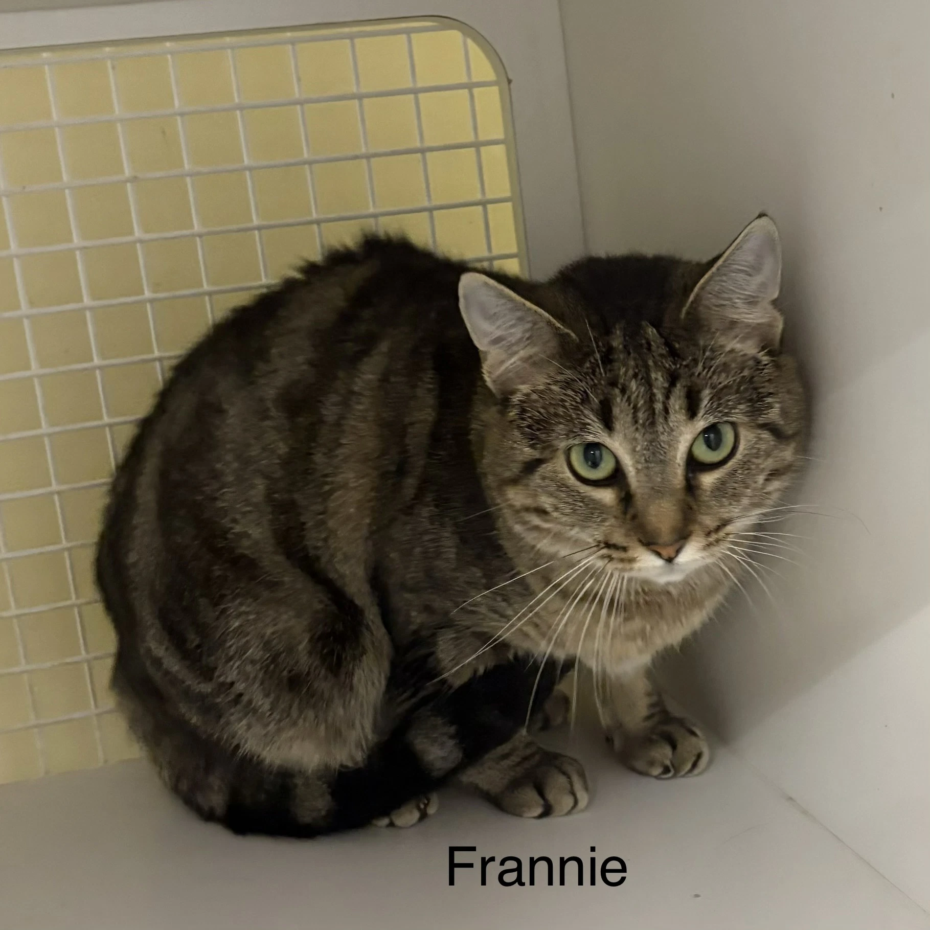 Frannie Ew