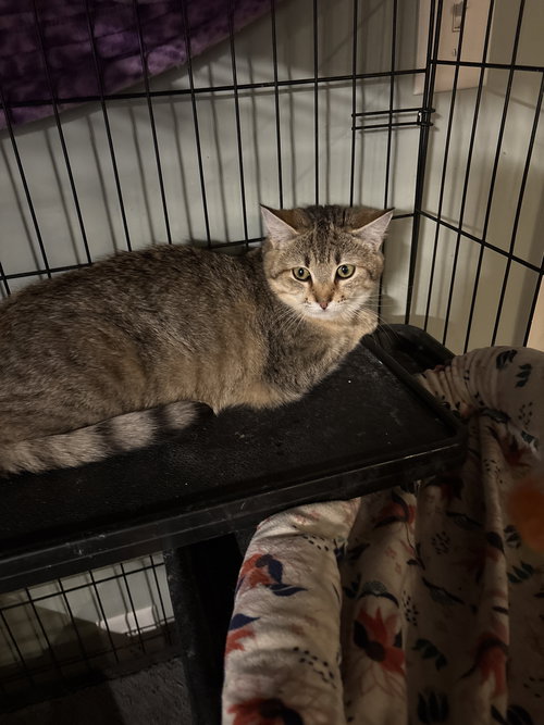 picture of the cat needing adoption