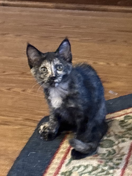 Nuttella, an adoptable Domestic Short Hair in White Bluff, TN