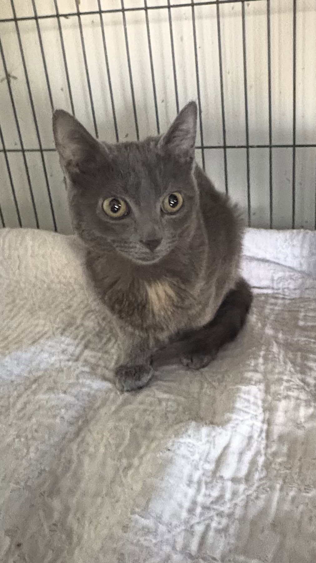 Mitzi Image