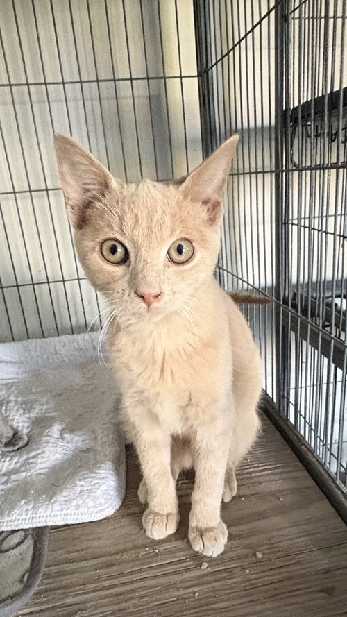 Myles, an adoptable Domestic Short Hair in White Bluff, TN