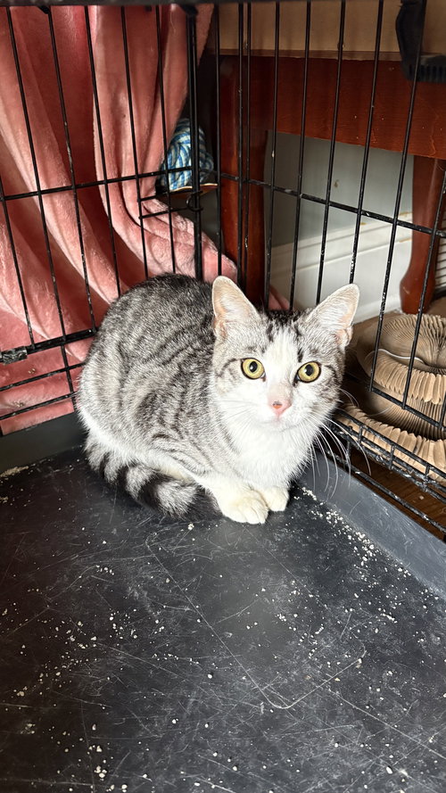 Milo, an adoptable Domestic Short Hair in White Bluff, TN